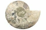 Cut & Polished Ammonite Fossil (Half) - Madagascar #191569-1